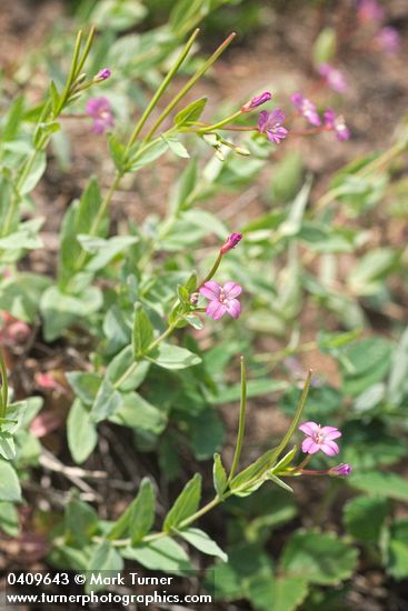 Epilobium oregonense