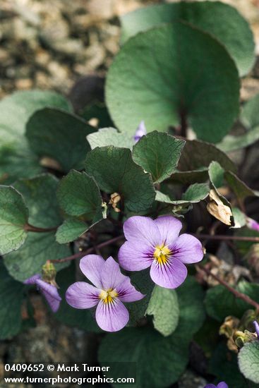 Viola flettii