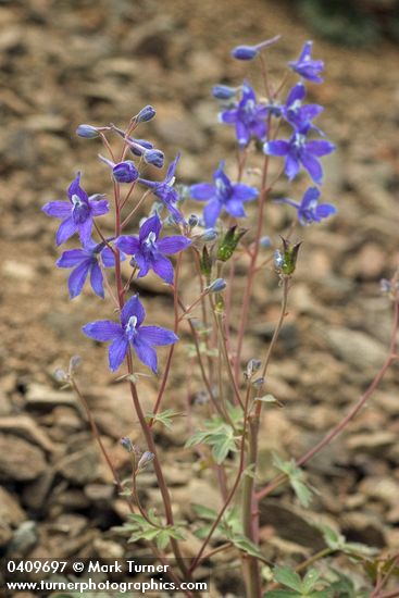 Delphinium glareosum
