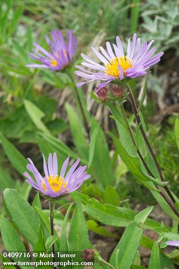 Aster foliaceus