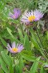 Aster foliaceus