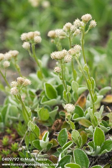 Antennaria racemosa