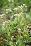 Antennaria racemosa