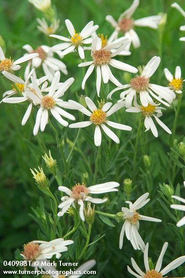 Aster paucicapitatus