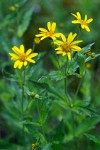 Arnica amplexicaulis