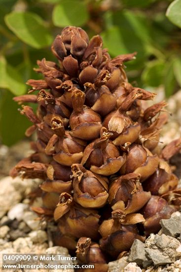 Boschniakia strobilacea