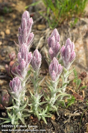 Castilleja schizotricha