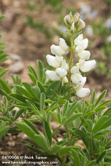 Lupinus andersonii