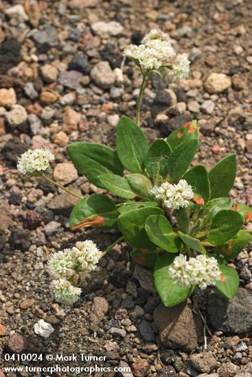 Eriogonum pyrolifolium