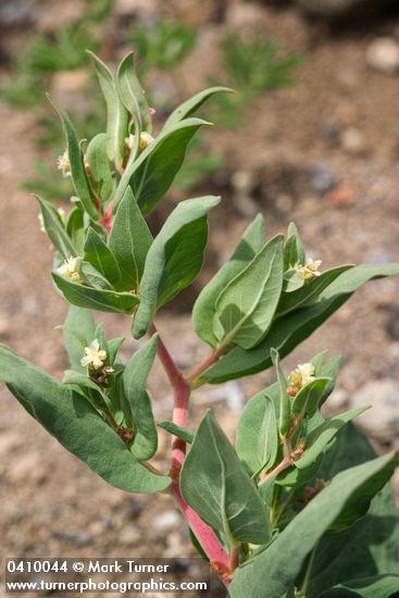Polygonum davisiae