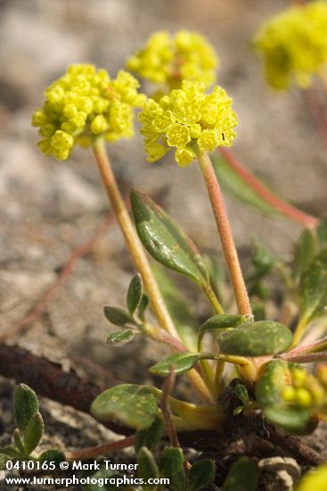 Eriogonum marifolium