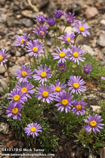 Erigeron elegantulus
