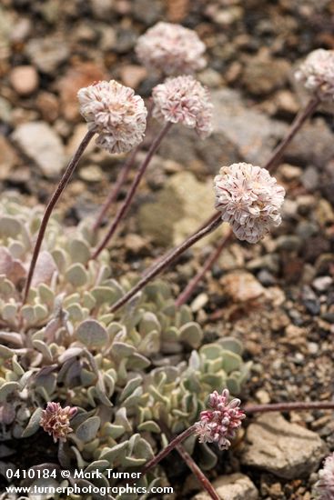 Eriogonum ovalifolium</em> var. <em>nivale