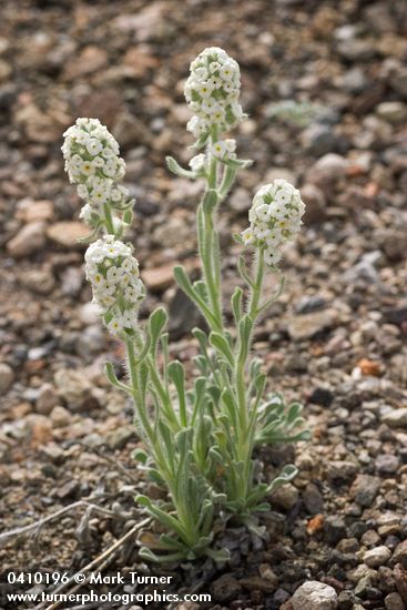 Cryptantha sobolifera