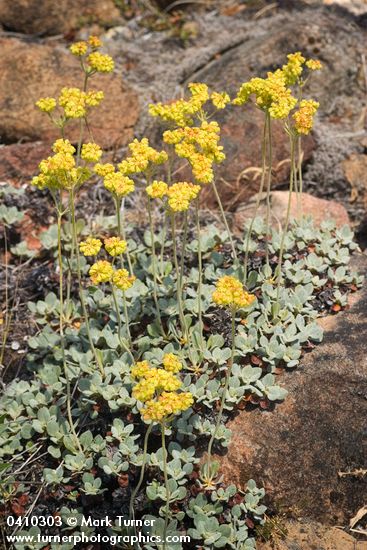 Eriogonum ternatum