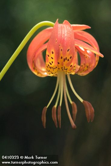 Lilium pardalinum</em> ssp. <em>vollmeri
