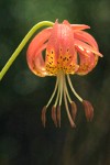 Lilium pardalinum ssp. vollmeri