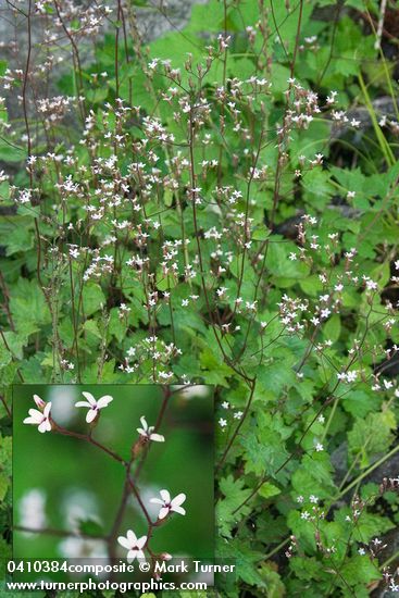 Boykinia occidentalis