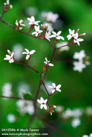 Boykinia occidentalis