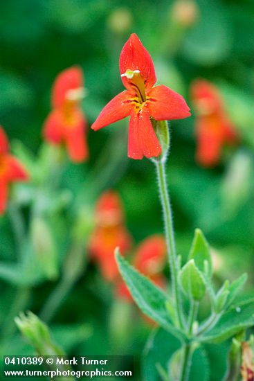 Mimulus cardinalis