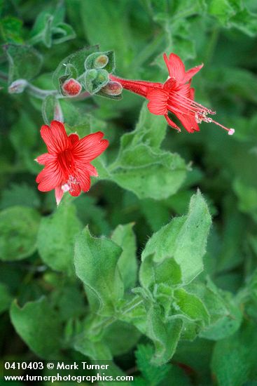 Epilobium canum</em> ssp. <em>latifolium