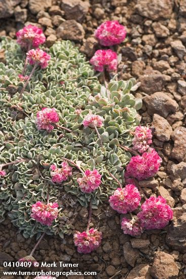 Eriogonum ovalifolium var. depressum