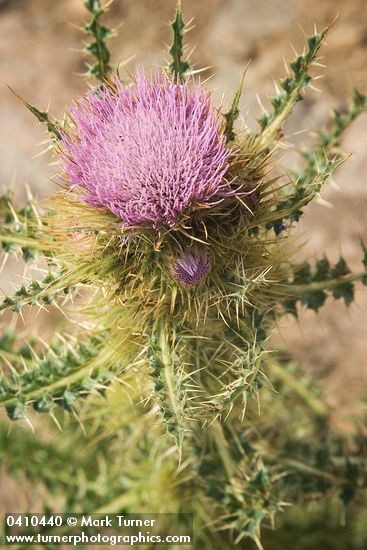 Cirsium peckii