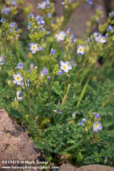 Polemonium viscosum