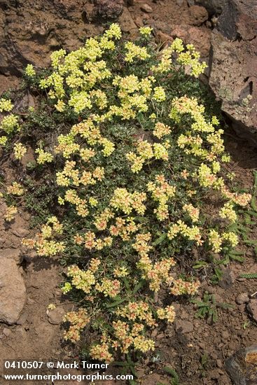 Eriogonum umbellatum</em> var. <em>dichrocephalum