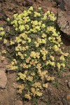 Eriogonum umbellatum var. dichrocephalum