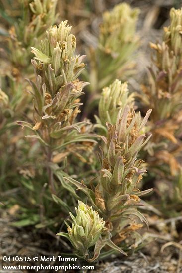 Castilleja pilosa</em> var. <em>steenensis