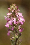 Pedicularis attollens
