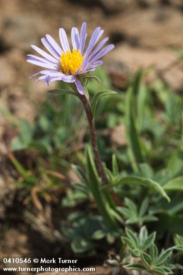 Aster alpigenus</em> ssp. <em>haydenii