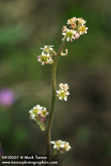 Saxifraga nidifica