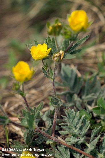 Potentilla drummondii</em> ssp. <em>breweri