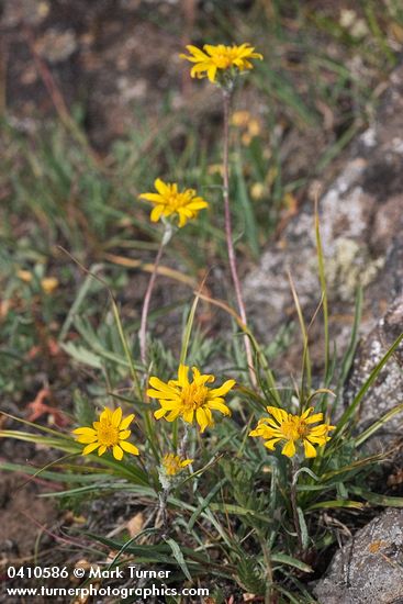 Pyrrocoma uniflora</em> var. <em>uniflora