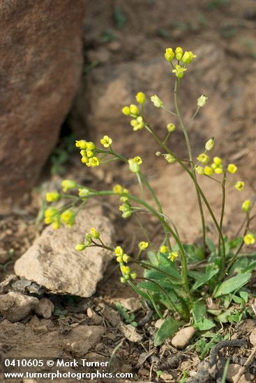Draba albertina