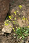 Draba albertina
