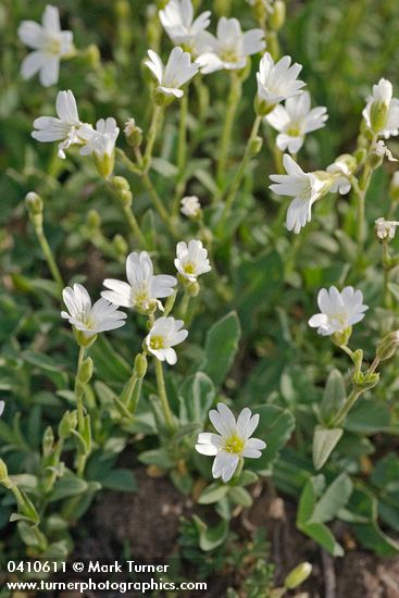 Cerastium beeringianum