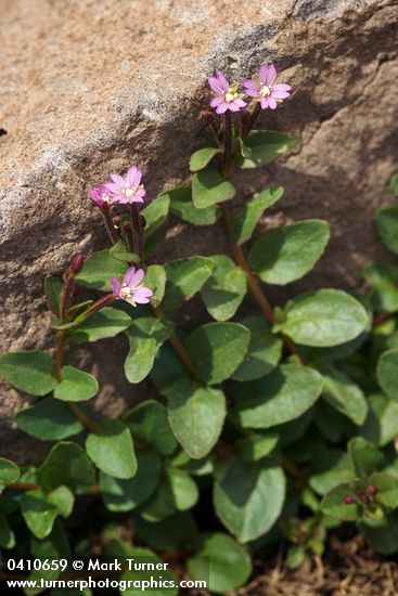 Epilobium clavatum