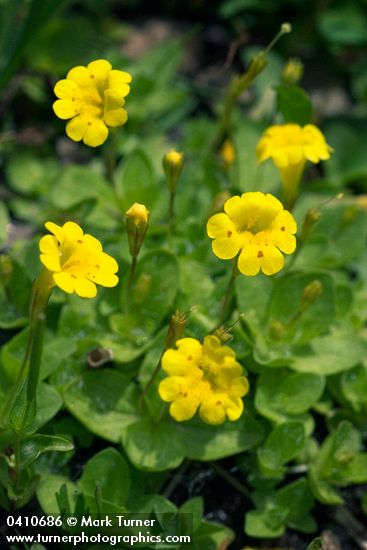 Mimulus primuloides