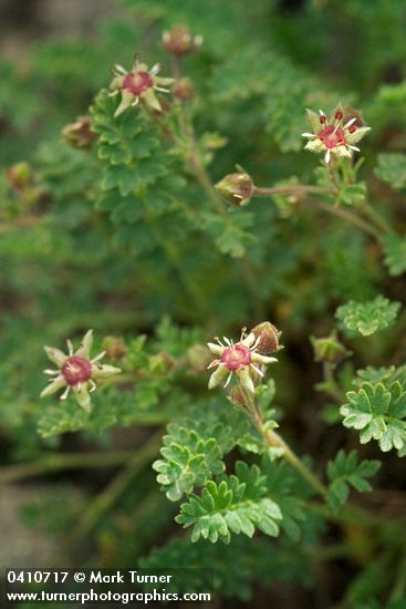 Ivesia baileyi</em> var. <em>beneolens