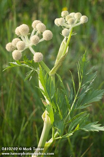 Sphenosciadium capitellatum