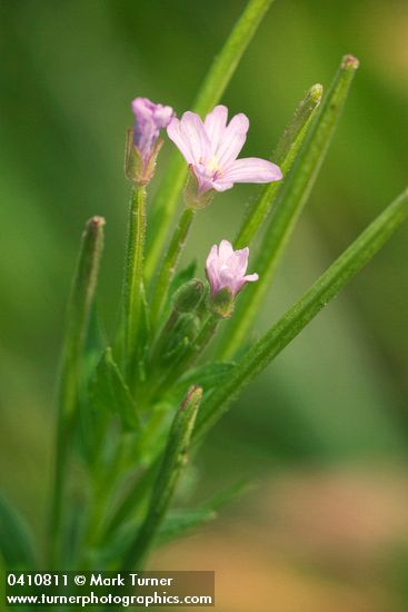 Epilobium ciliatum ssp. glandulosum