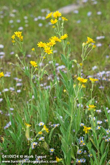 Arnica chamissonis