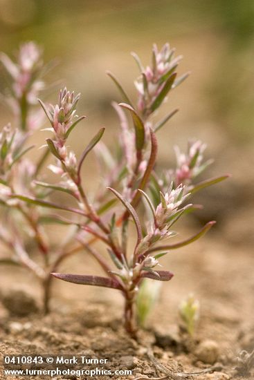 Polygonum polygaloides