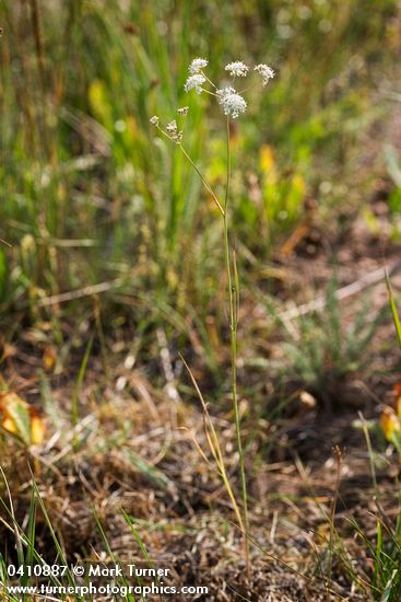 Perideridia gairdneri