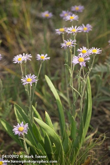 Erigeron corymbosus