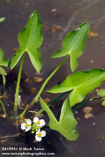 Sagittaria cuneata