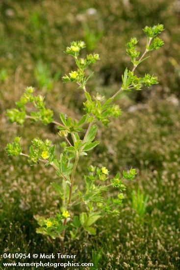 Potentilla rivalis